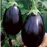Brinjal (Bhanta Baigan) 1 Kg
