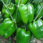 Capsicum 1 Kg